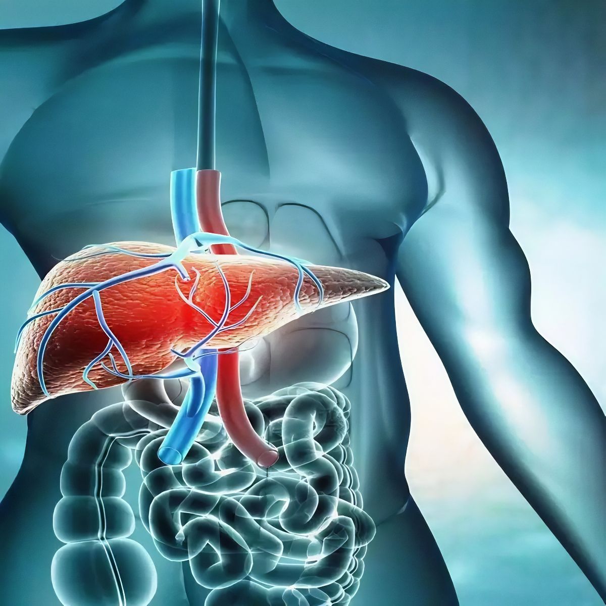 The Liver An Overlooked Organ With Critical Functions For Maintaining